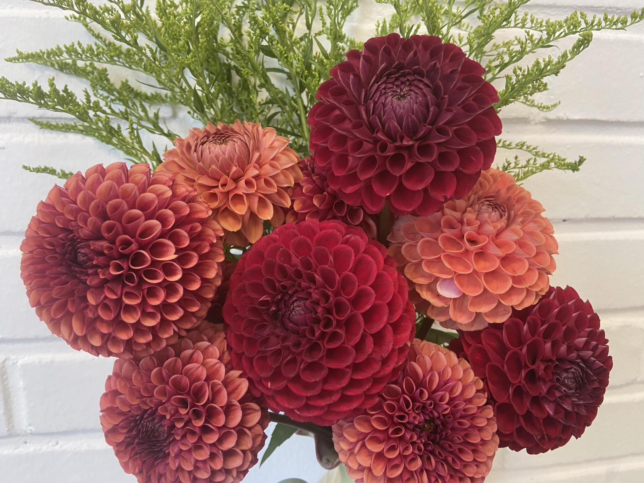 Dahlia knöl Copper Boy " 