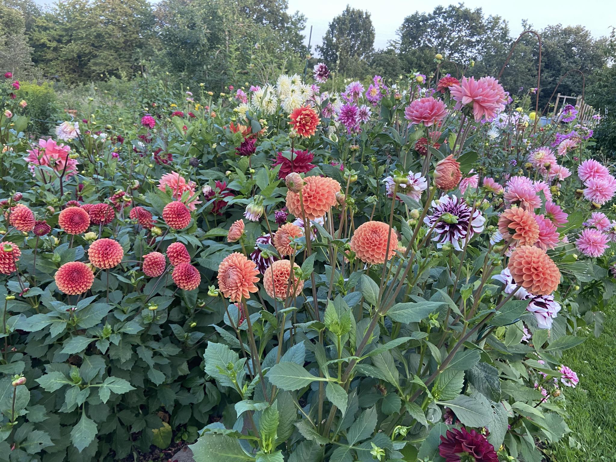 Dahlia knöl Copper Boy "  - 3
