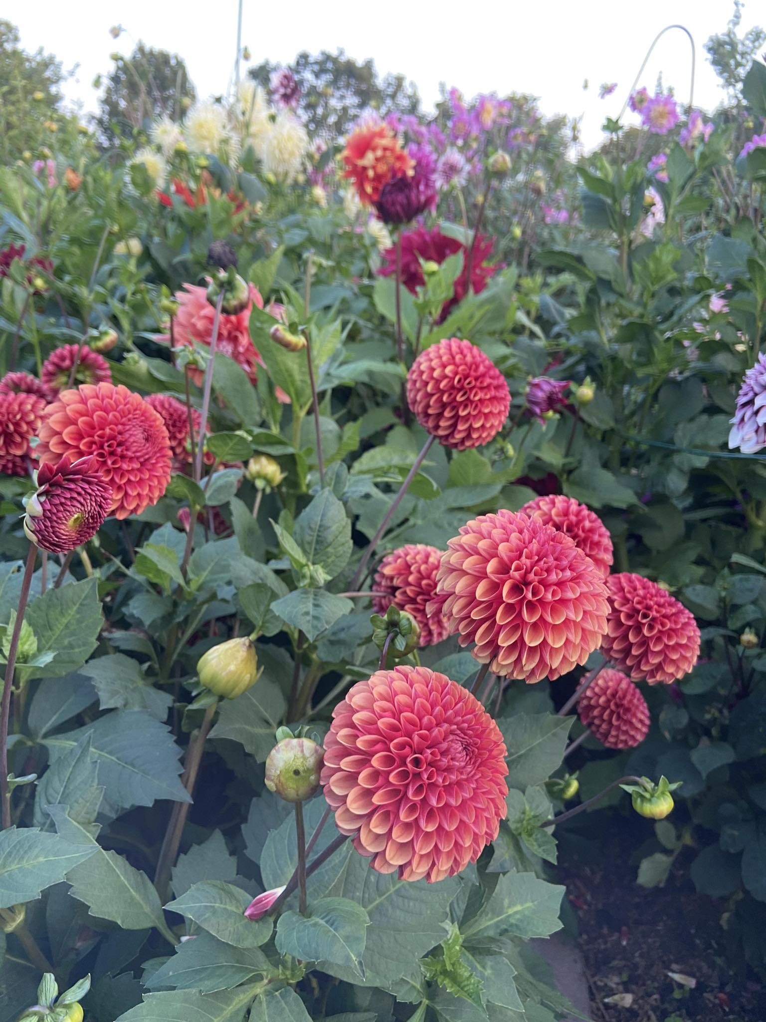 Dahlia knöl Copper Boy "  - 2