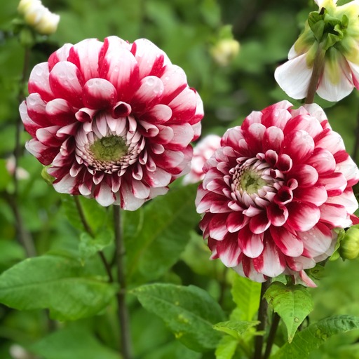 Dahlia knöl Cum Laude Boll