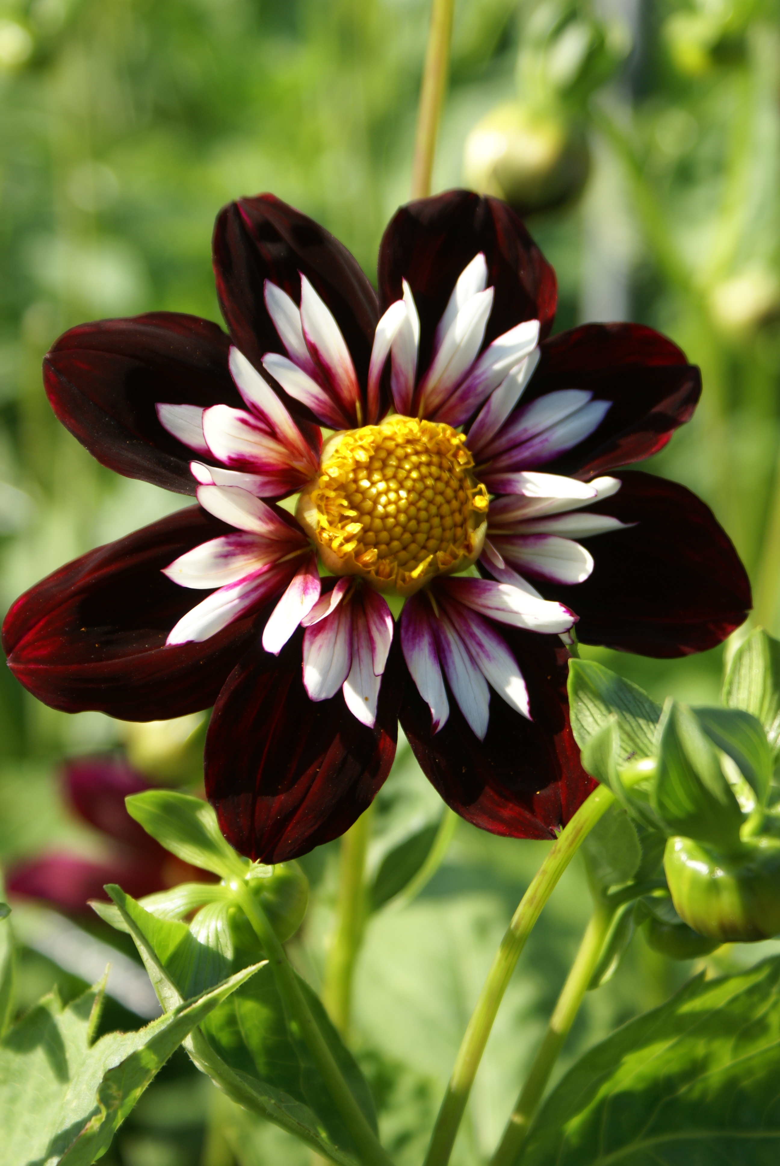 Dahlia Mamma Night Butterfly   5 frö