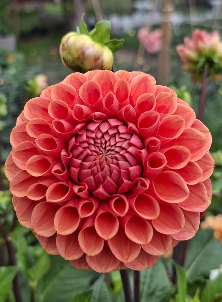 Dahlia knöl Cornel Brons  Boll  - 5