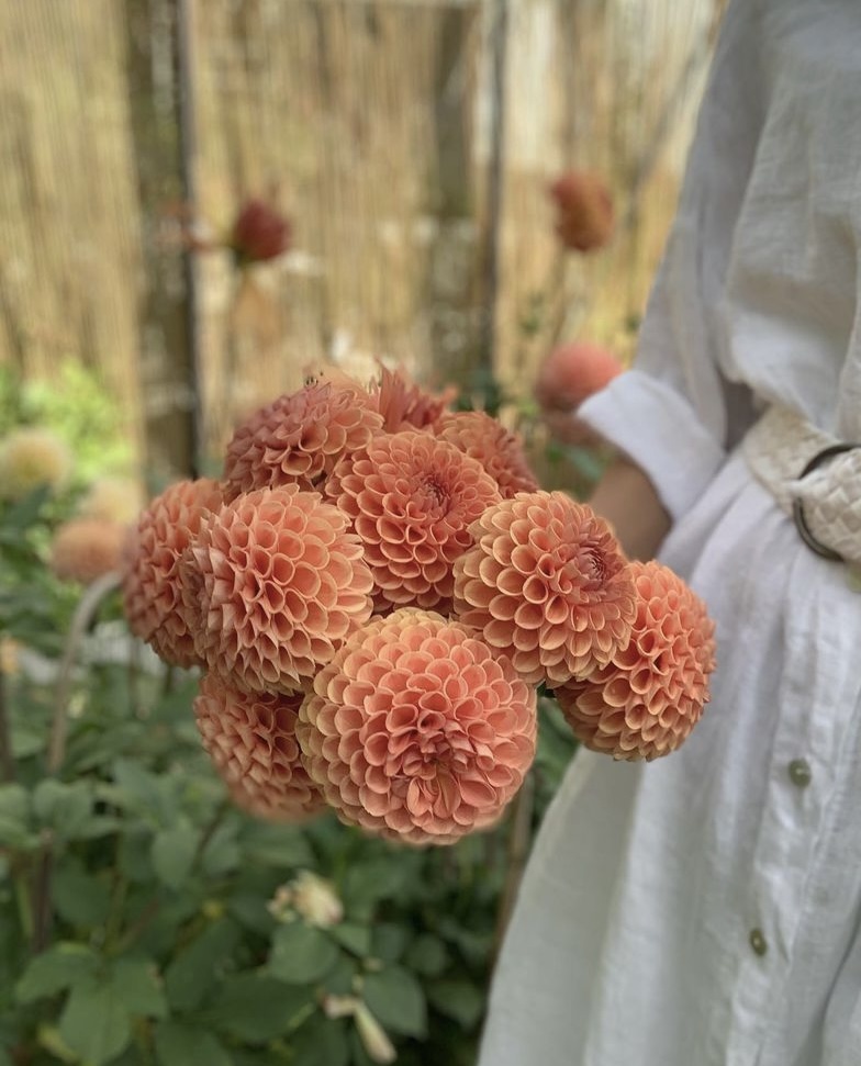 Dahlia knöl Cornel Brons  Boll 
