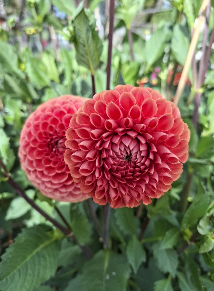 Dahlia knöl Cornel Brons  Boll  - 4