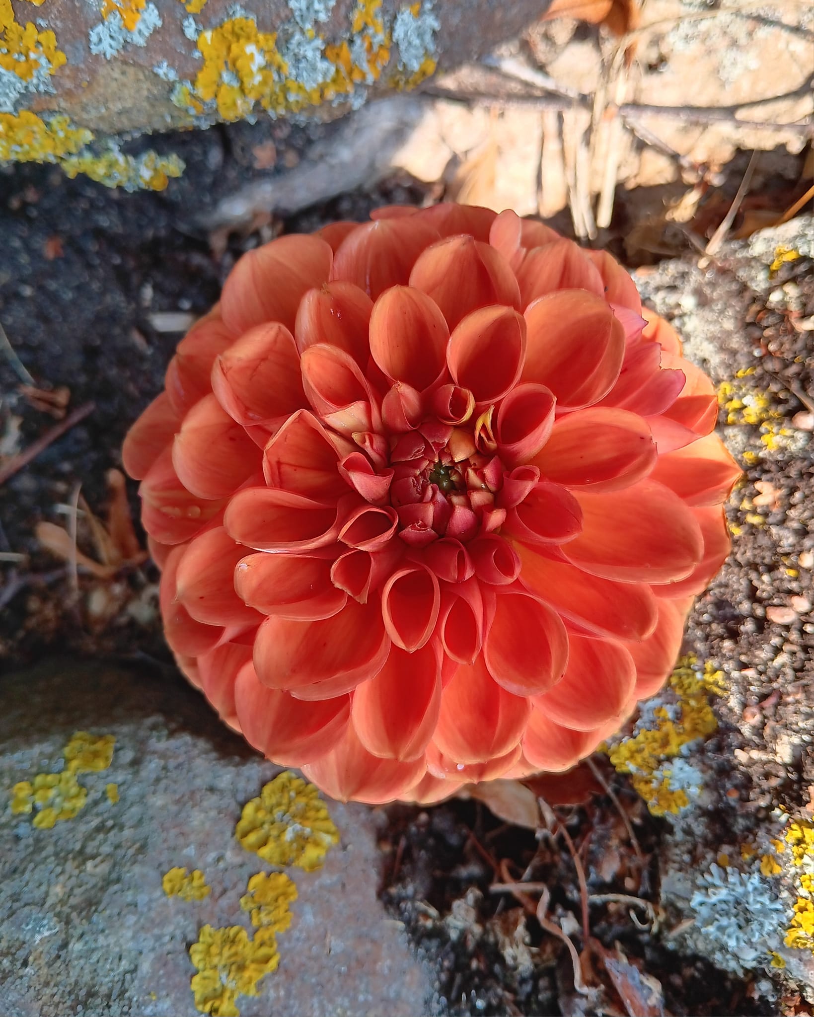Dahlia knöl Cornel Brons  Boll  - 3