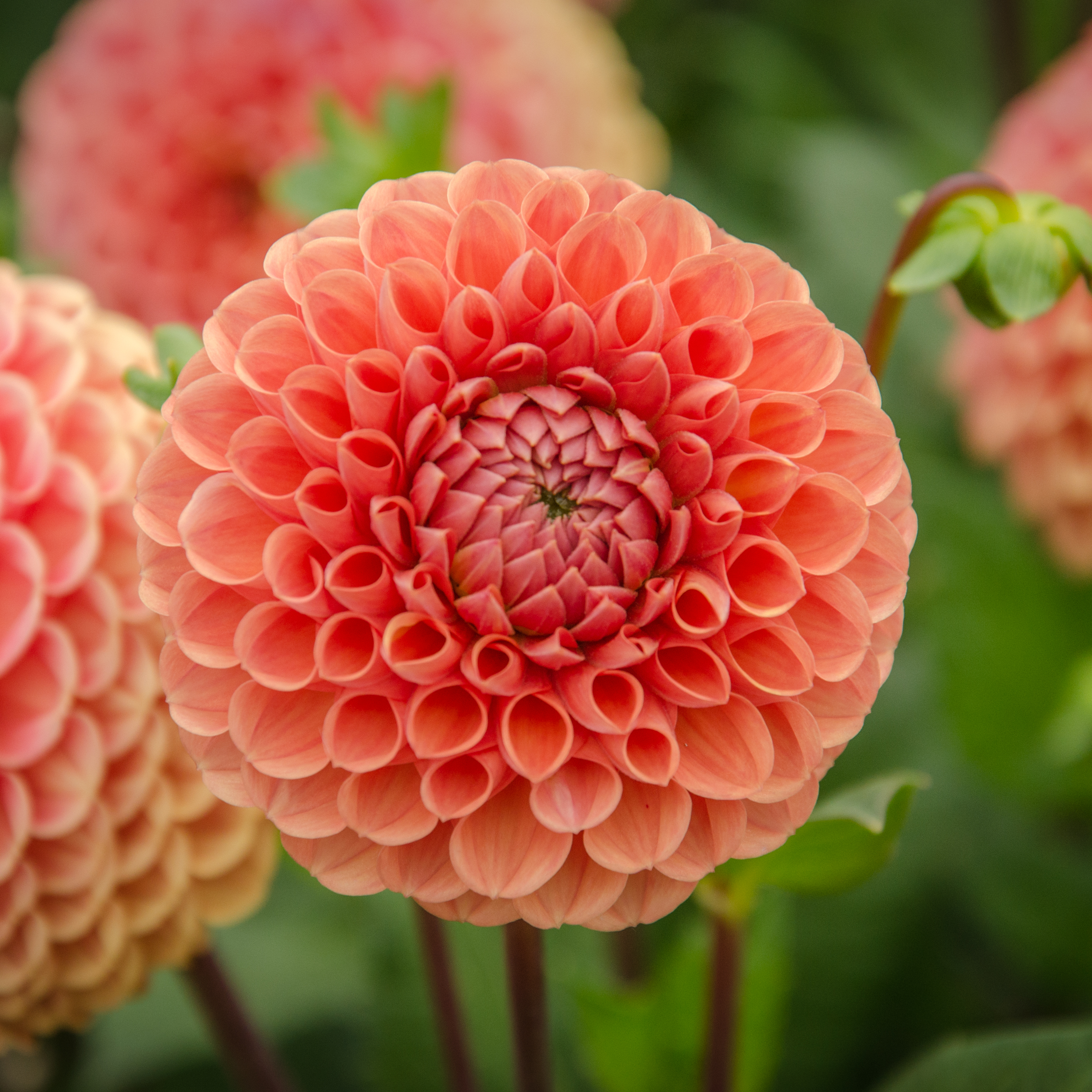 Dahlia knöl Cornel Brons  Boll  - 2