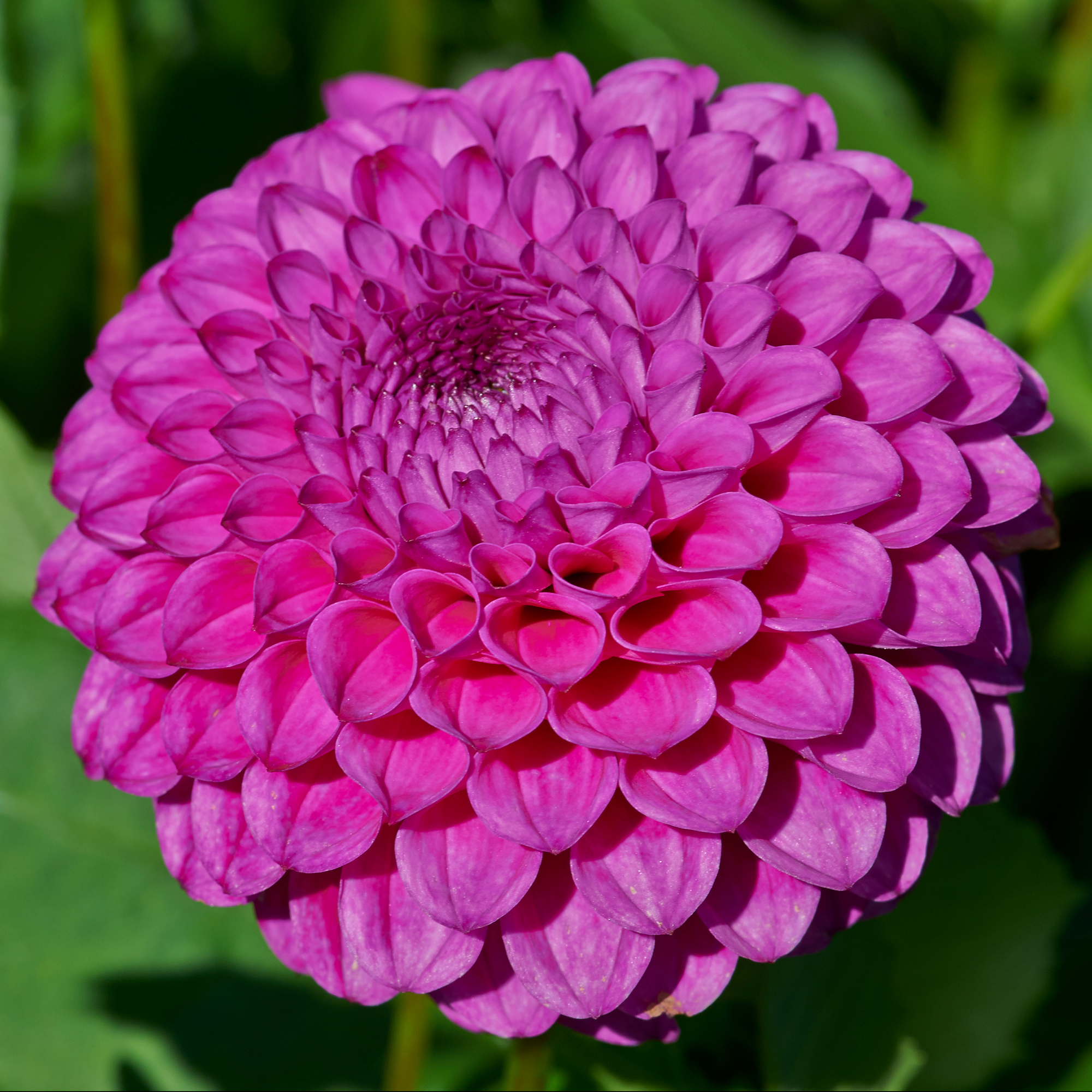 Dahlia knöl Cryfield Harmony "Bolldahlia" 