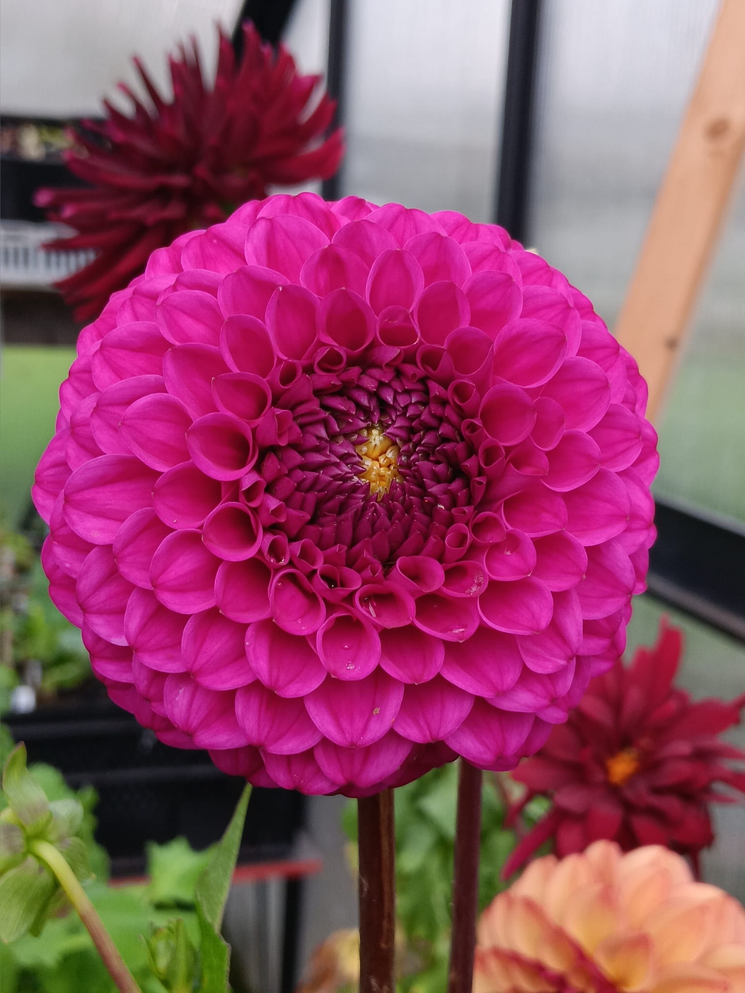 Dahlia knöl Cryfield Harmony "Bolldahlia"  - 3