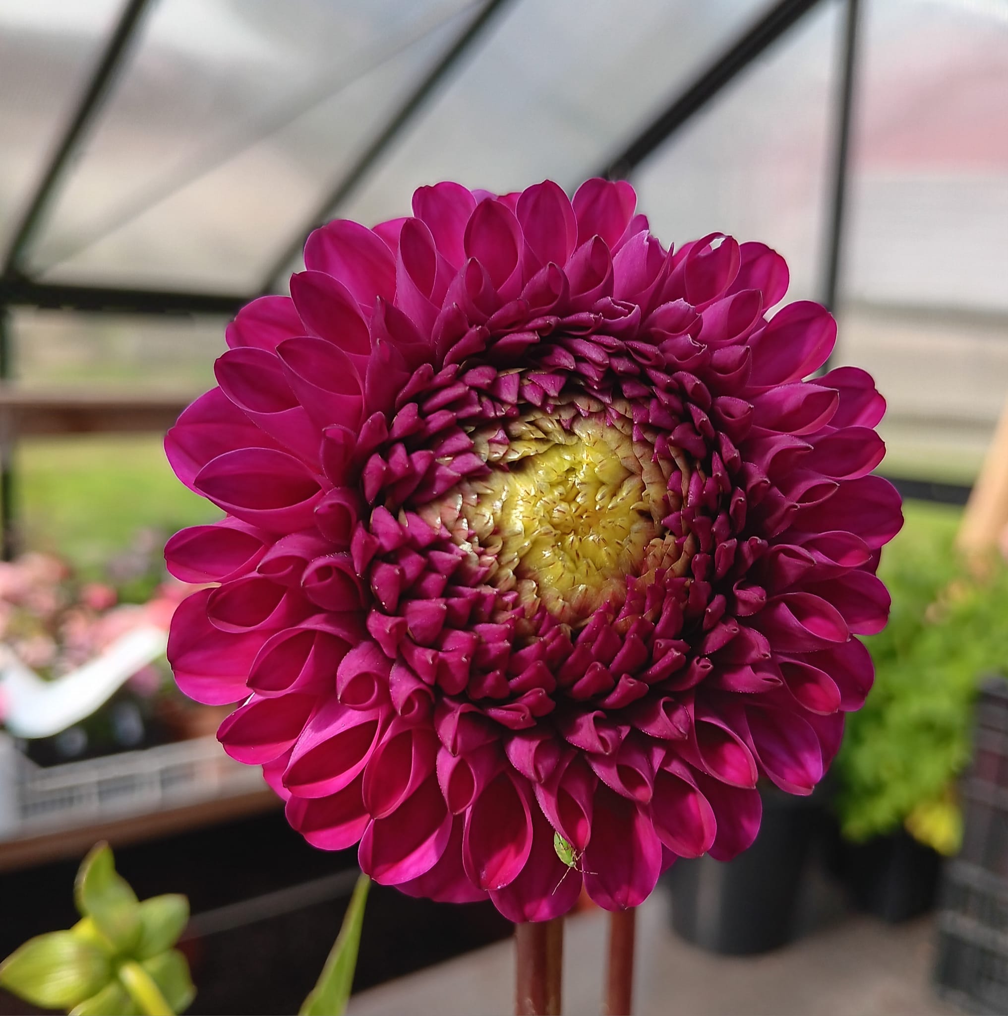 Dahlia knöl Cryfield Harmony "Bolldahlia"  - 2
