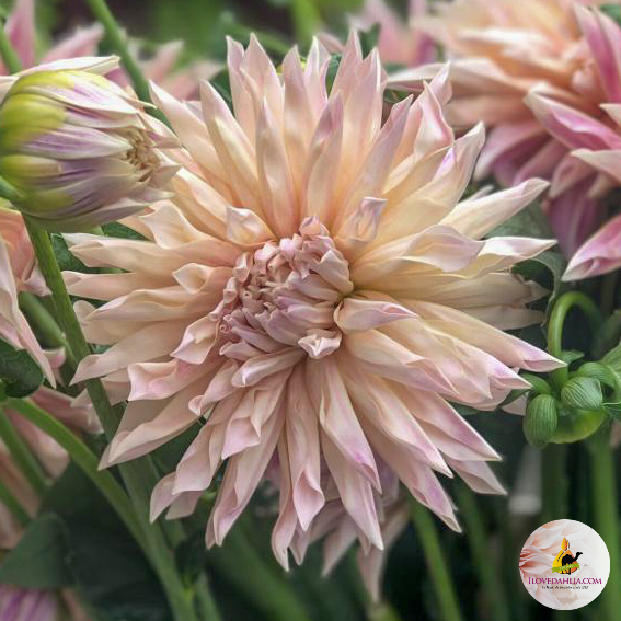 Dahlia knöl Cafe de Paris   Kaktusblommande  