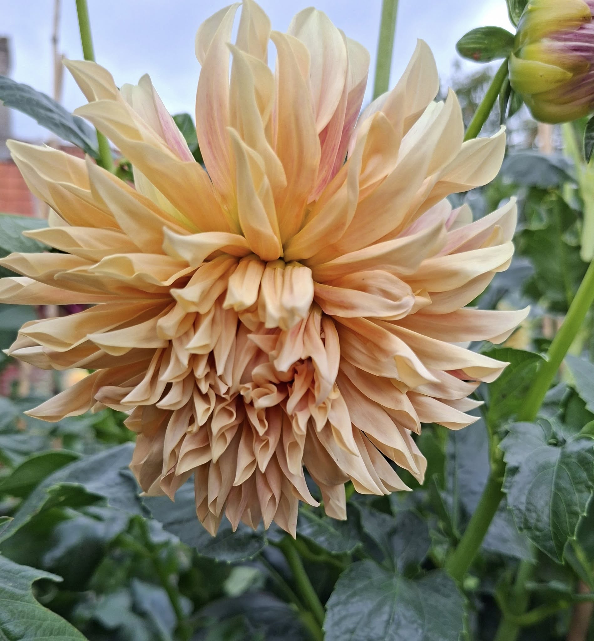 Dahlia knöl Cafe de Paris   Kaktusblommande   - 3