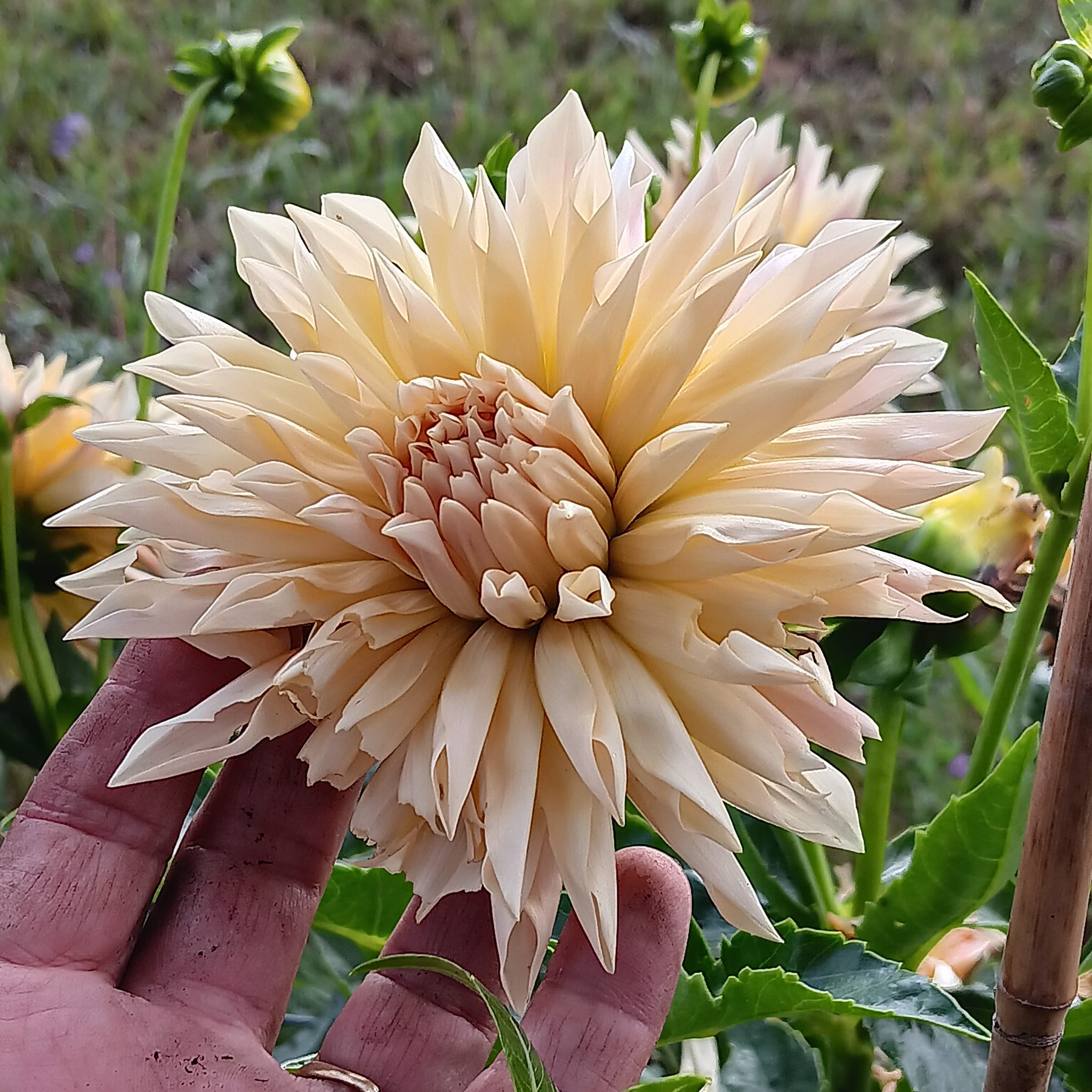 Dahlia knöl Cafe de Paris   Kaktusblommande   - 2