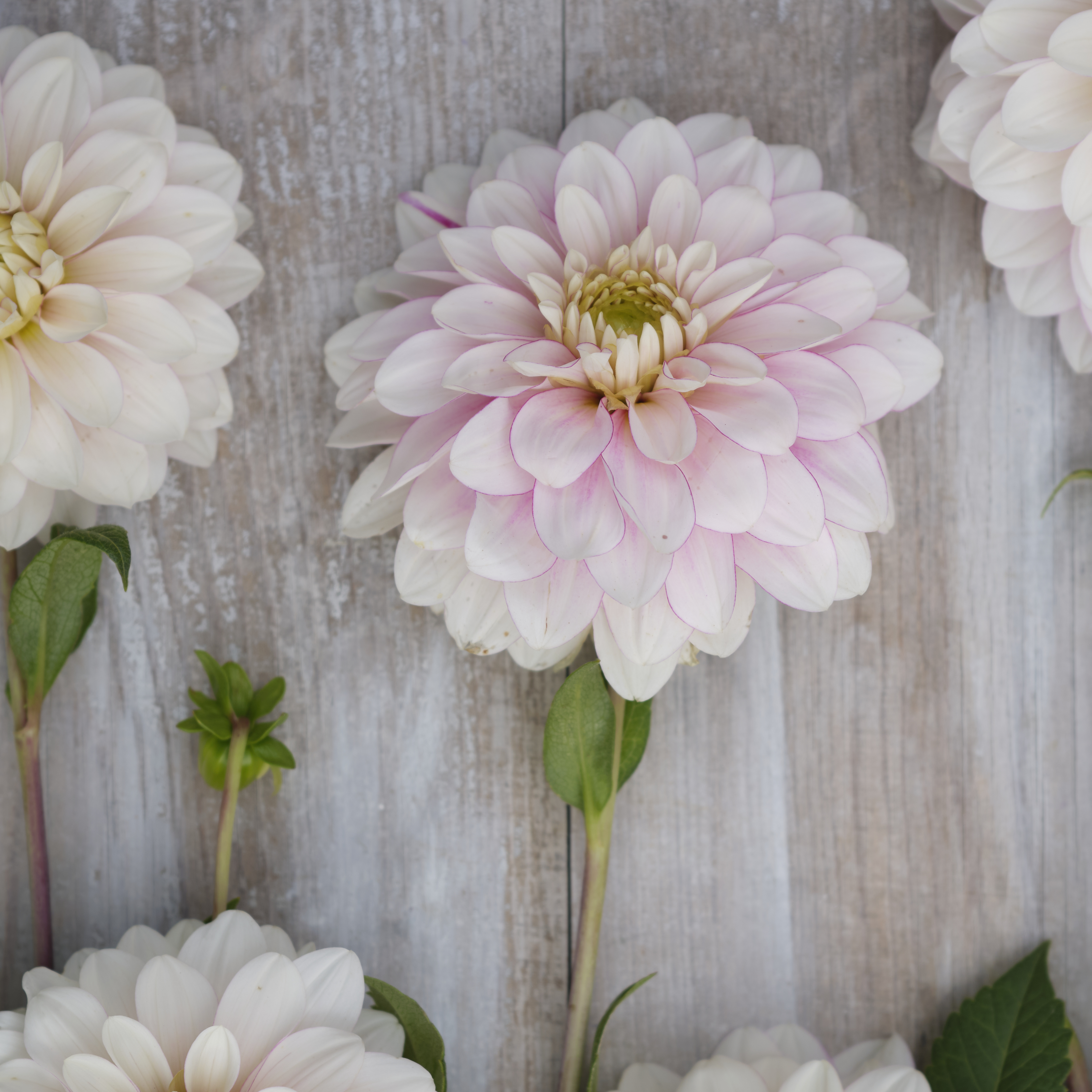 Dahlia knöl Christo  Dekorativ mediumblommande  x - 2