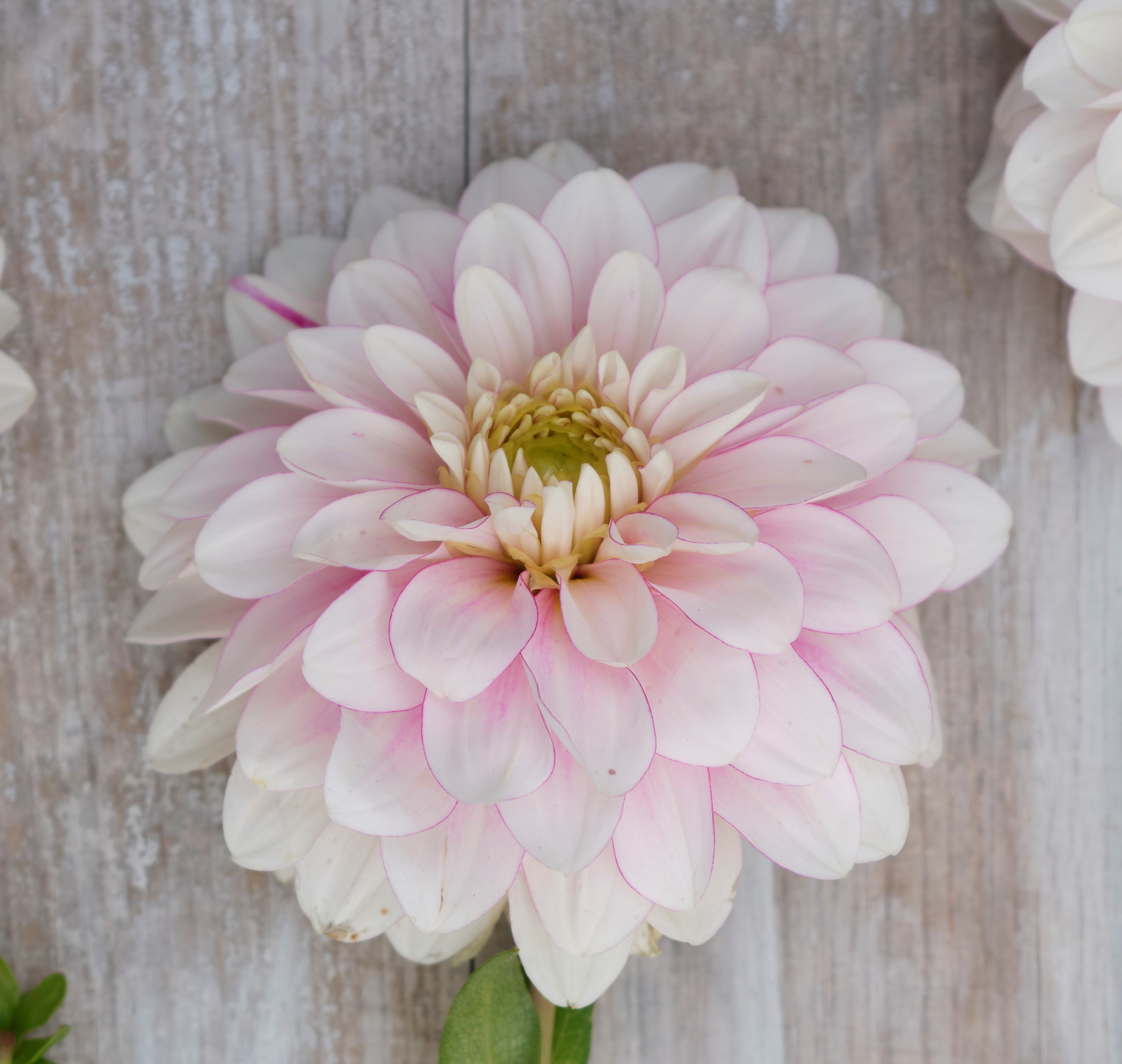 Dahlia knöl Christo  Dekorativ mediumblommande  x