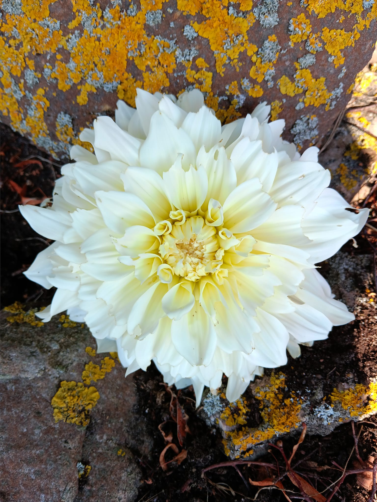 Dahlia knöl Cafe au Lait Supreme   "Dekorativ Jätteblommande"  - 3