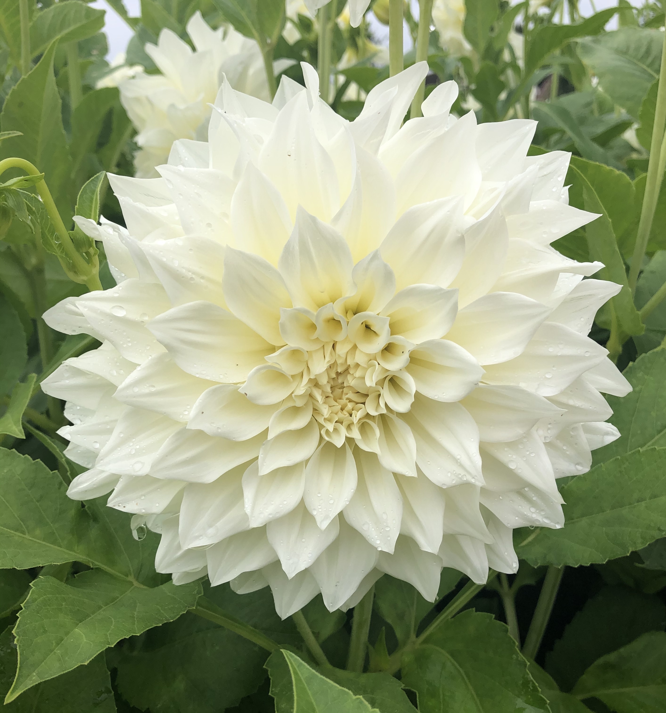 Dahlia knöl Cafe au Lait Supreme   "Dekorativ Jätteblommande" 