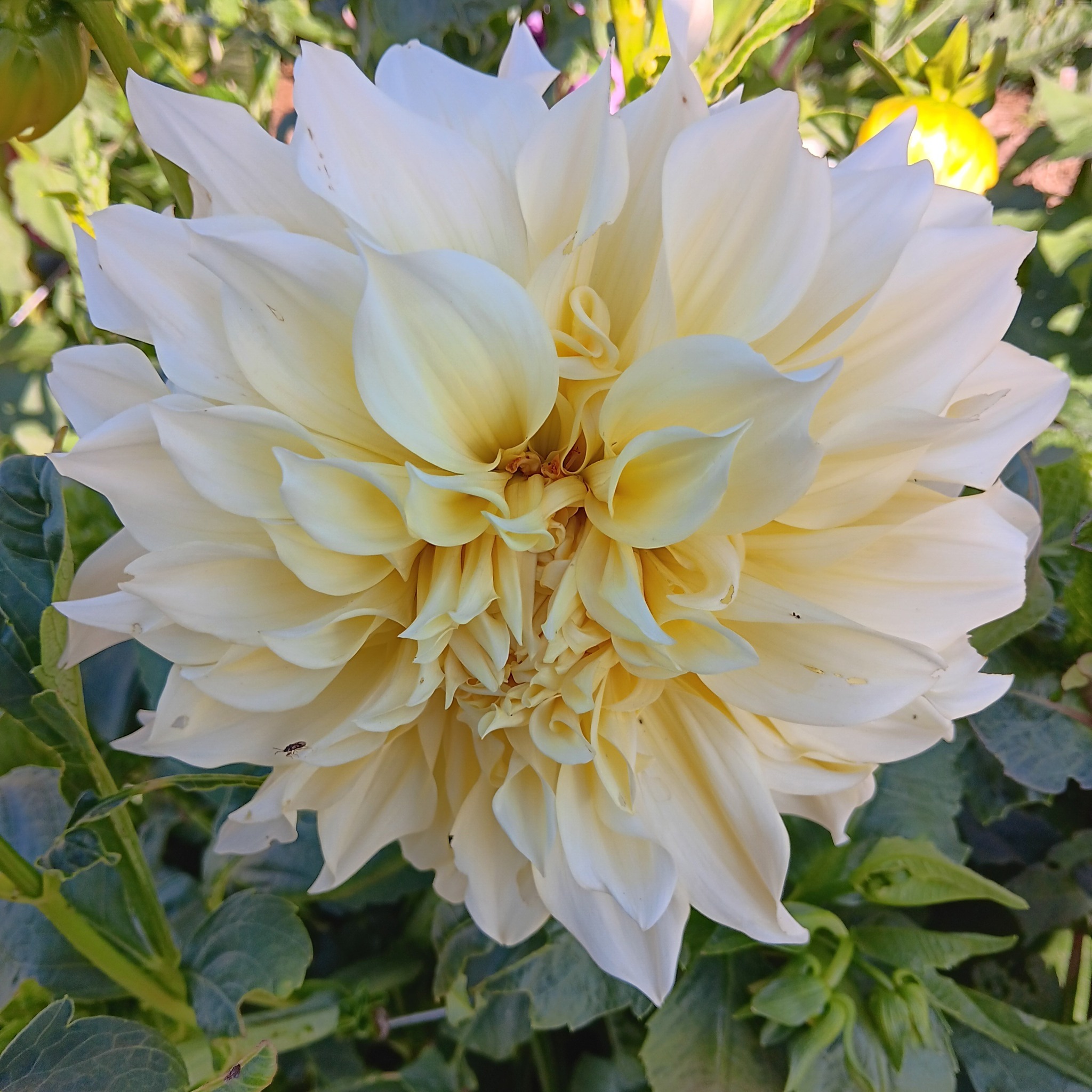 Dahlia knöl Cafe au Lait Supreme   "Dekorativ Jätteblommande"  - 2