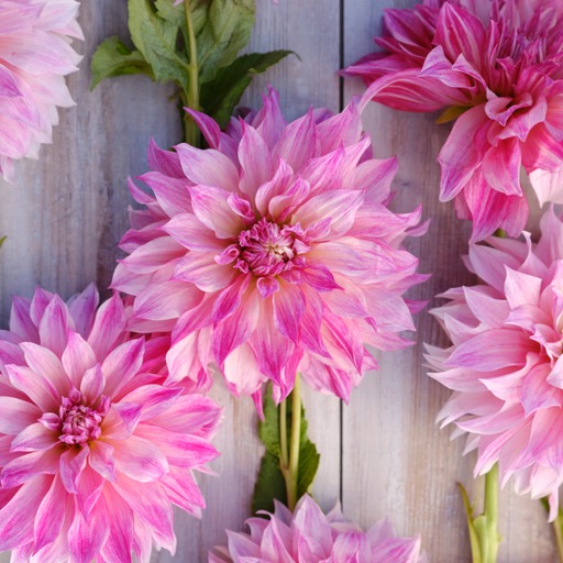 Dahlia knöl Cafe au Lait Royal Dekorativ Jätteblommande