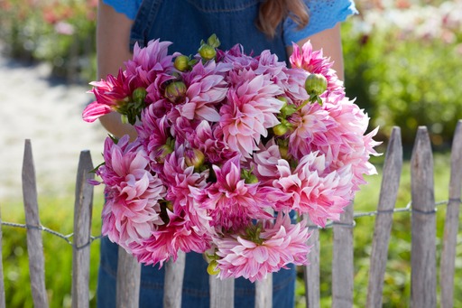 Dahlia knöl Cafe au Lait Royal Dekorativ Jätteblommande - 3