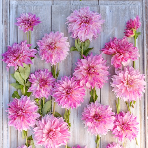 Dahlia knöl Cafe au Lait Royal Dekorativ Jätteblommande - 2