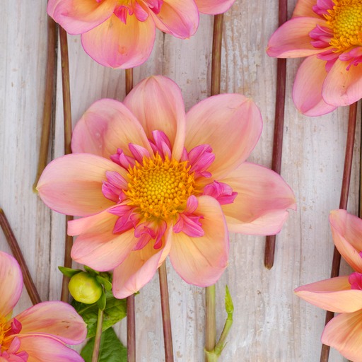 Dahlia knöl Campus Halskrås  , 