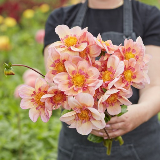 Dahlia knöl Campus Halskrås  ,  - 2
