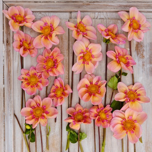 Dahlia knöl Campus Halskrås  ,  - 3