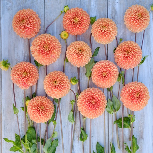 Dahlia knöl Coral Charm Boll   - 3