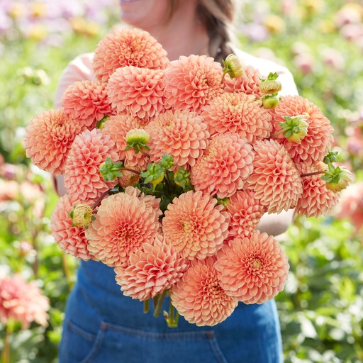 Dahlia knöl Coral Charm Boll   - 2