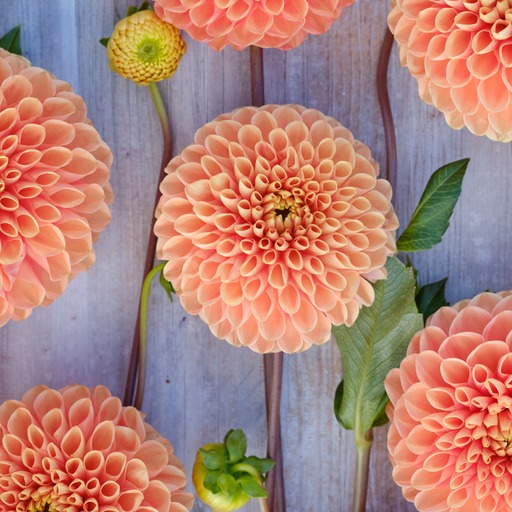 Dahlia knöl Coral Charm Boll  