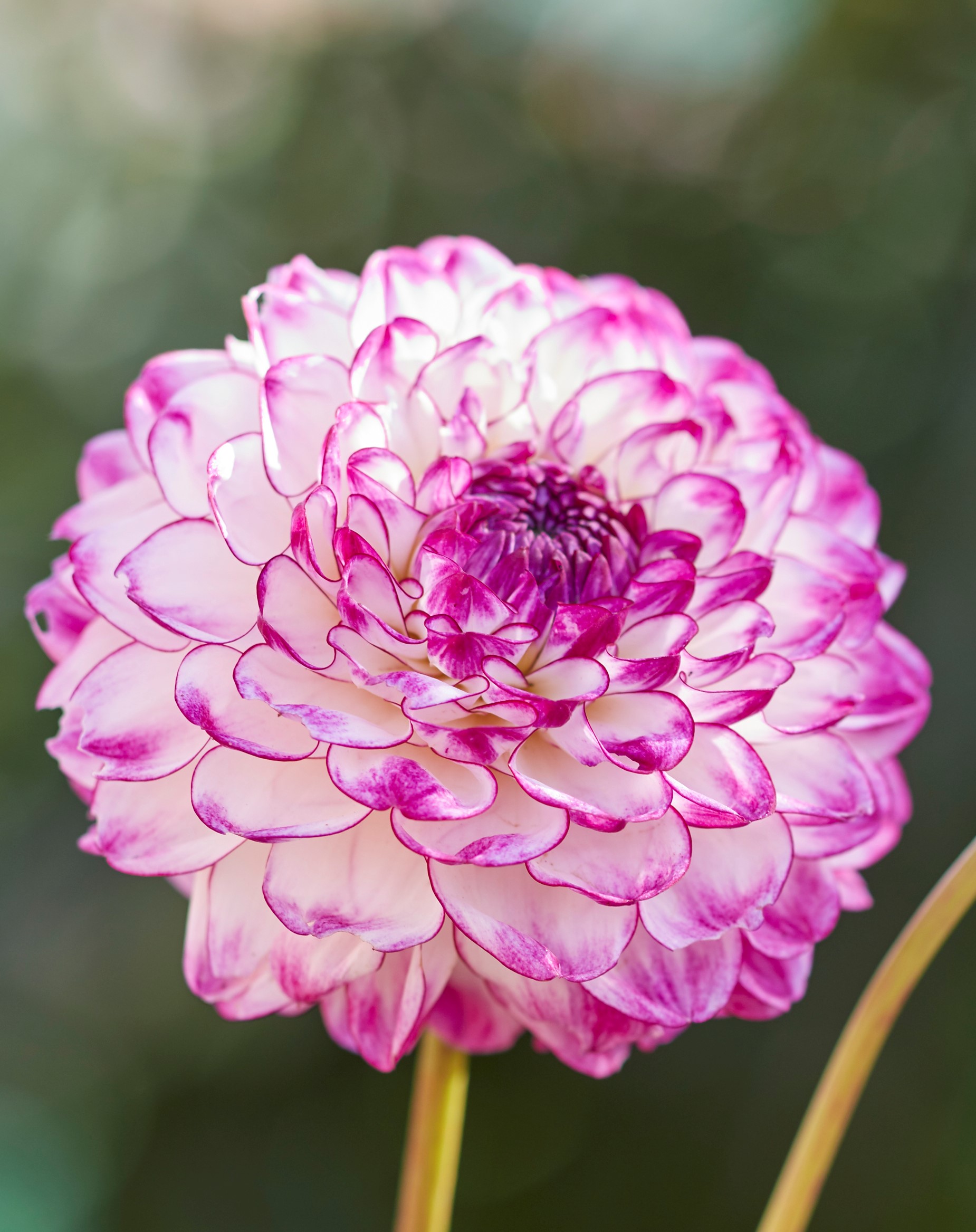 Dahlia  knöl Dreaming Maid   "Boll"  x - 2