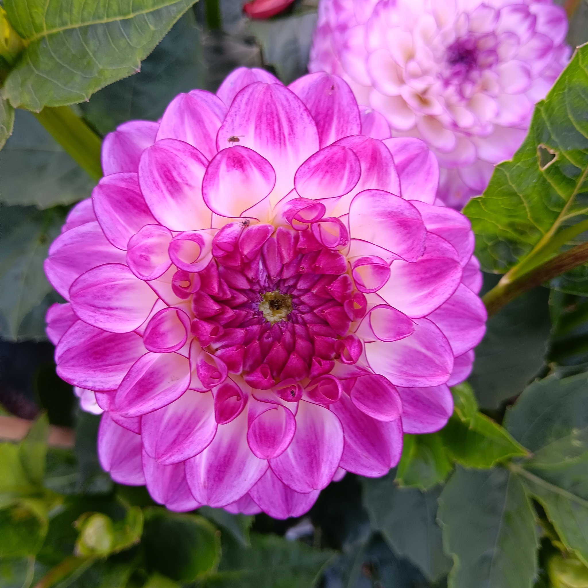 Dahlia  knöl Dreaming Maid   "Boll"  x - 3