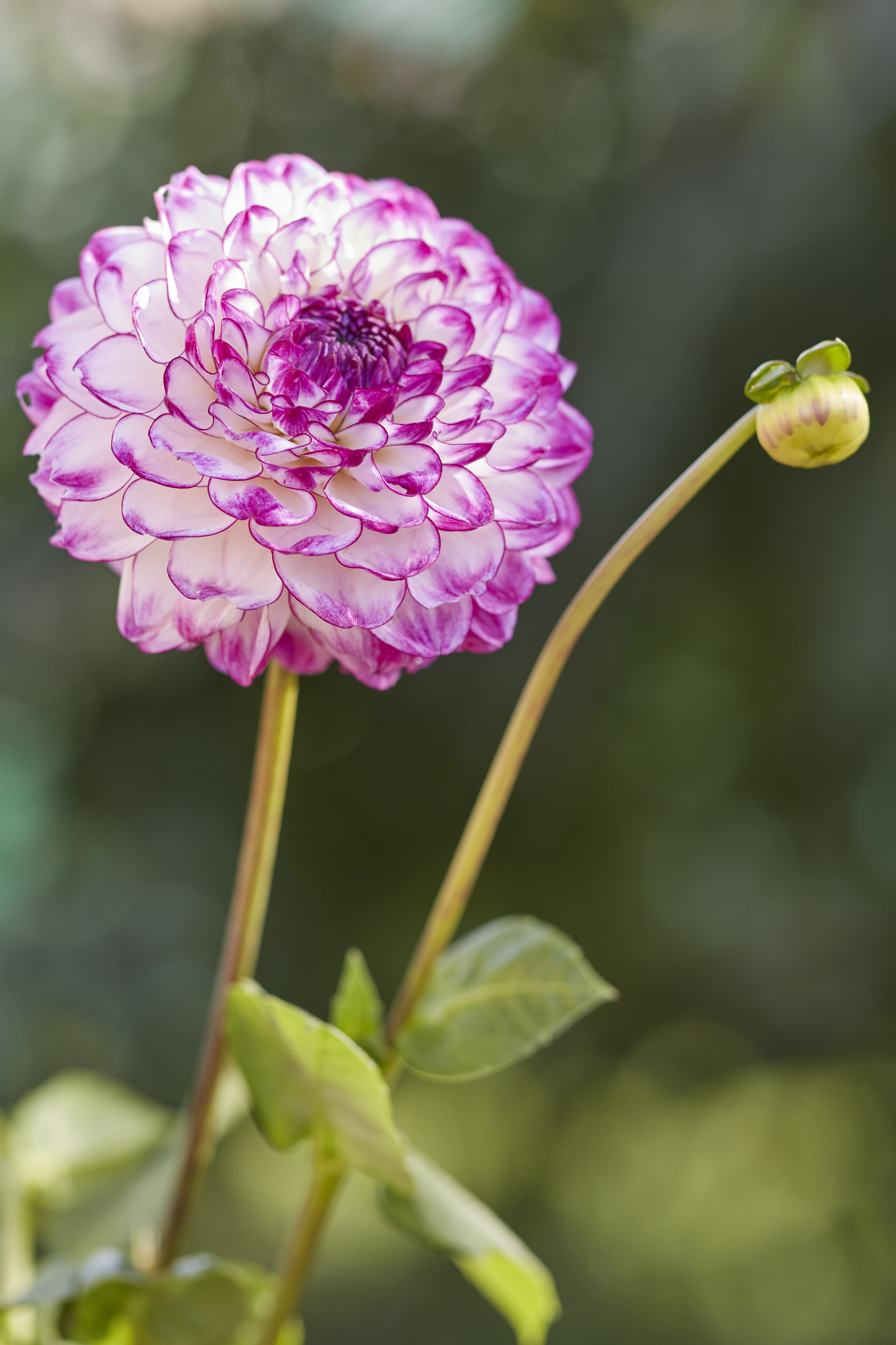 Dahlia  knöl Dreaming Maid   "Boll"  x