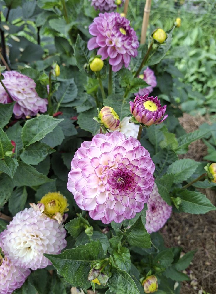 Dahlia  knöl Dreaming Maid   "Boll"  x - 5