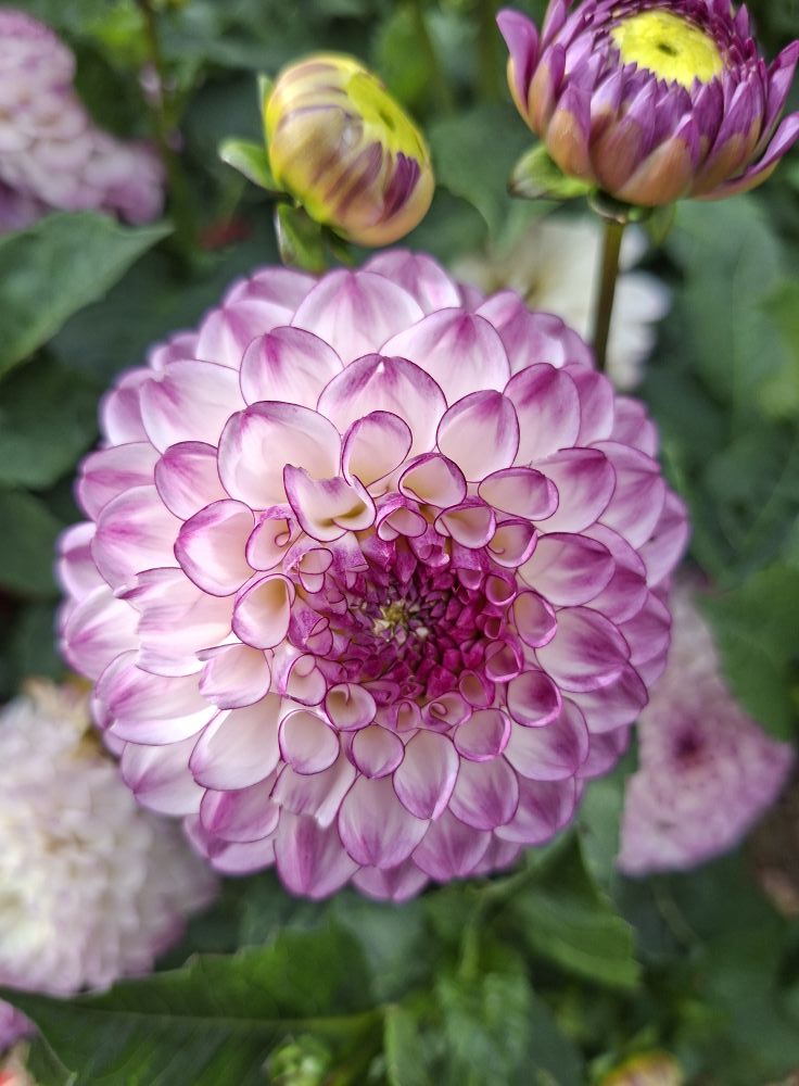 Dahlia  knöl Dreaming Maid   "Boll"  x - 4