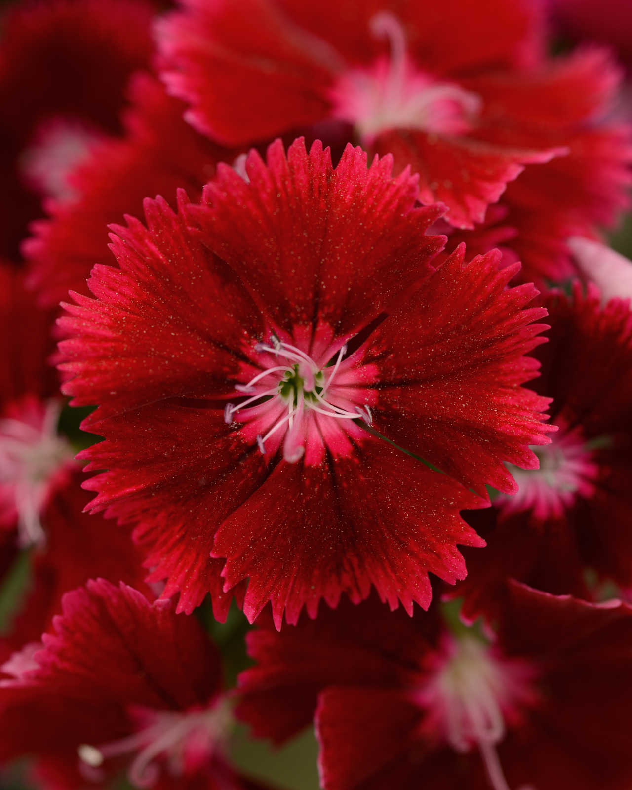 Sommarnejlika  Floral Lace Crimson 15 frön