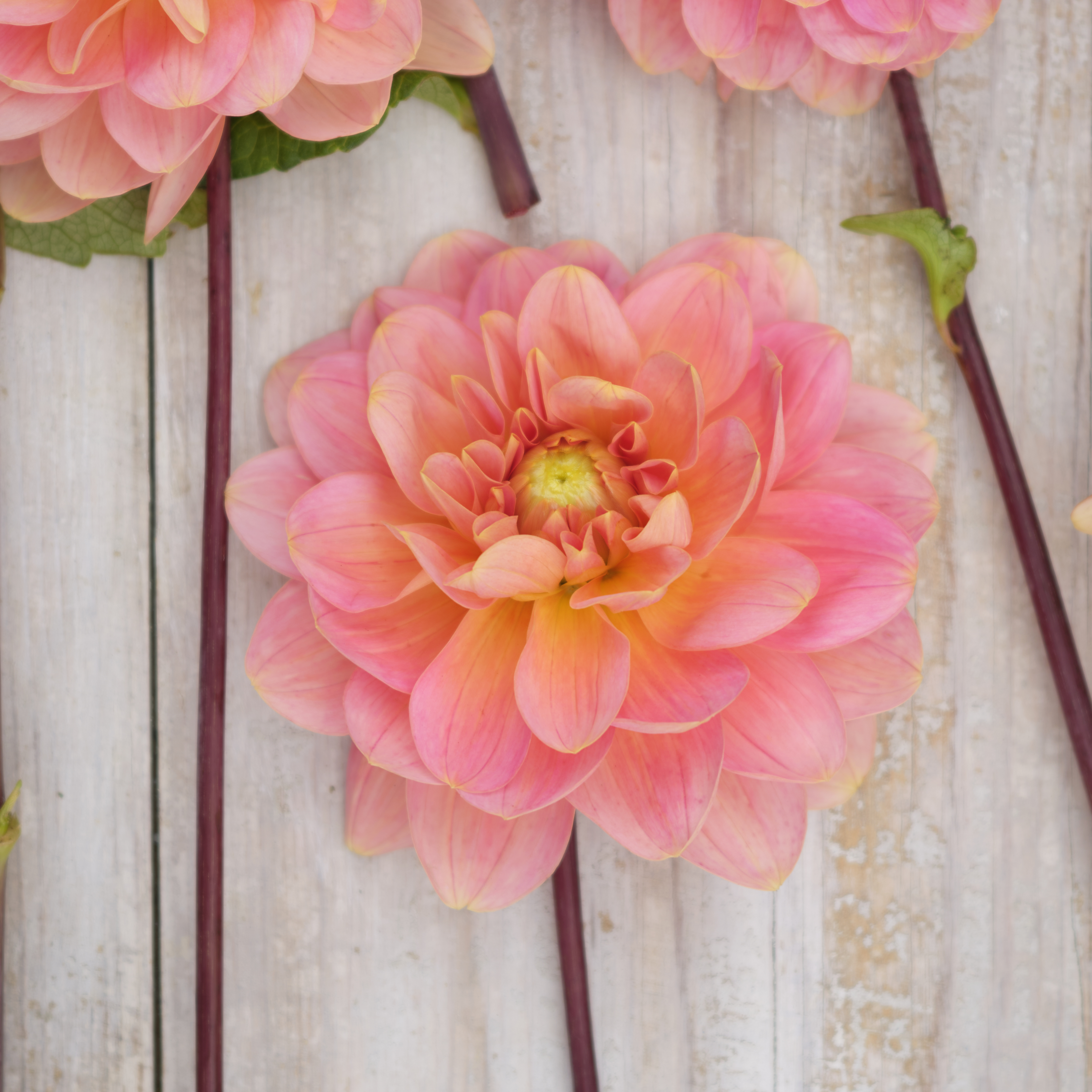 Dahlia knöl Rosario   Dekorativ småblommande  - 2