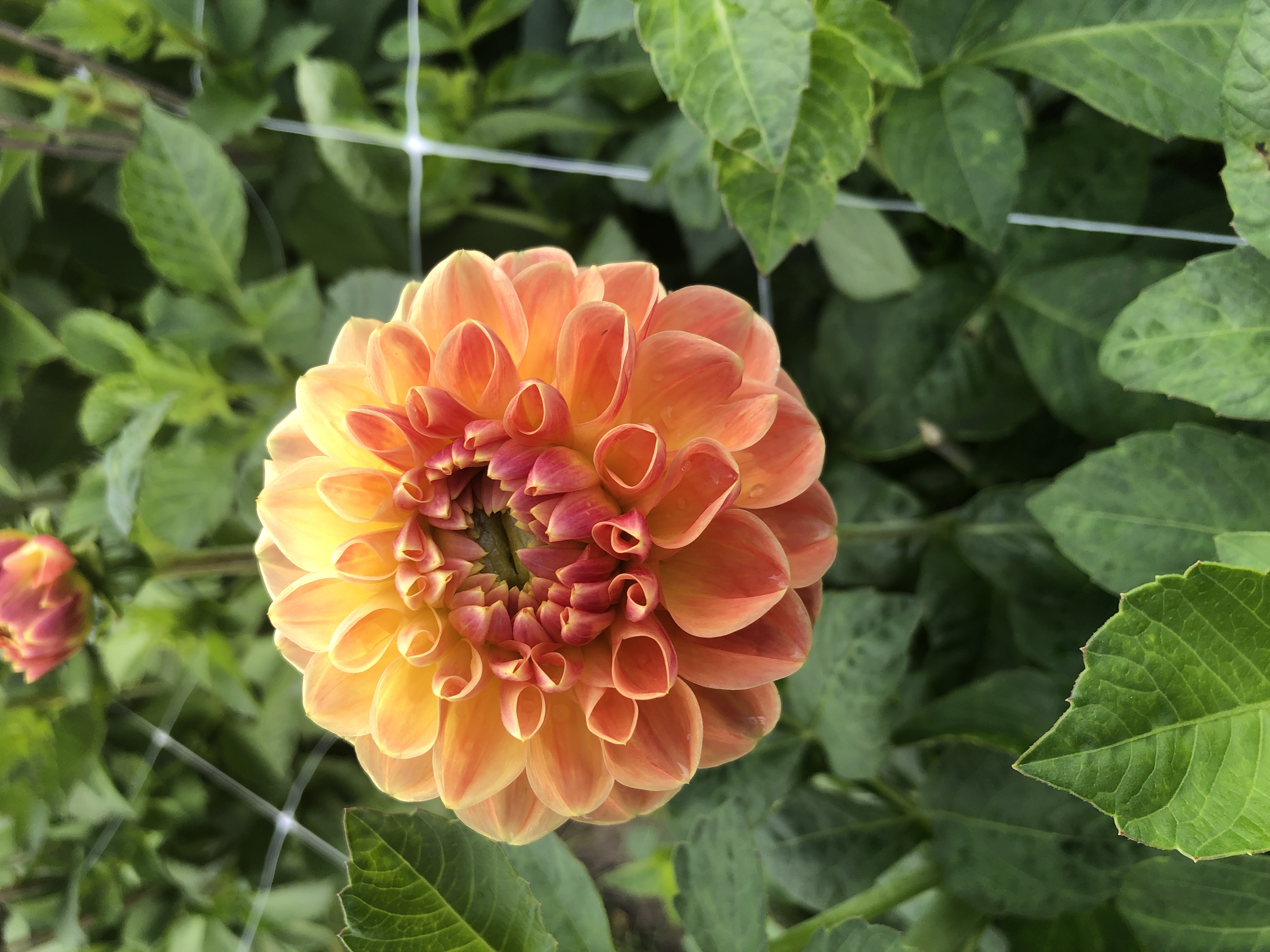 Dahlia knöl Orange Cassini"Dekorativ Småblommande