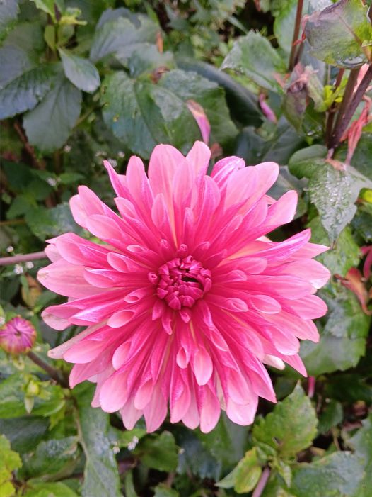 xDahlia Misses Dutch Kaktusblommande Rotad stickling i Sverige! - 3