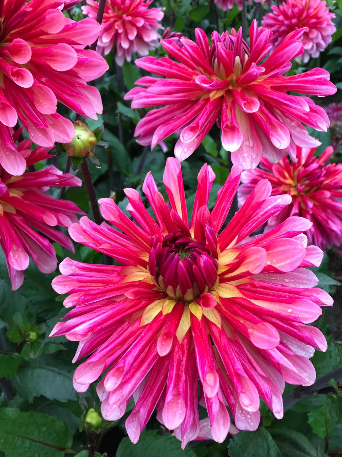 xDahlia Misses Dutch Kaktusblommande Rotad stickling i Sverige!