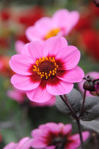 Dahlia knöl HS Juliet Enkelblommande  x