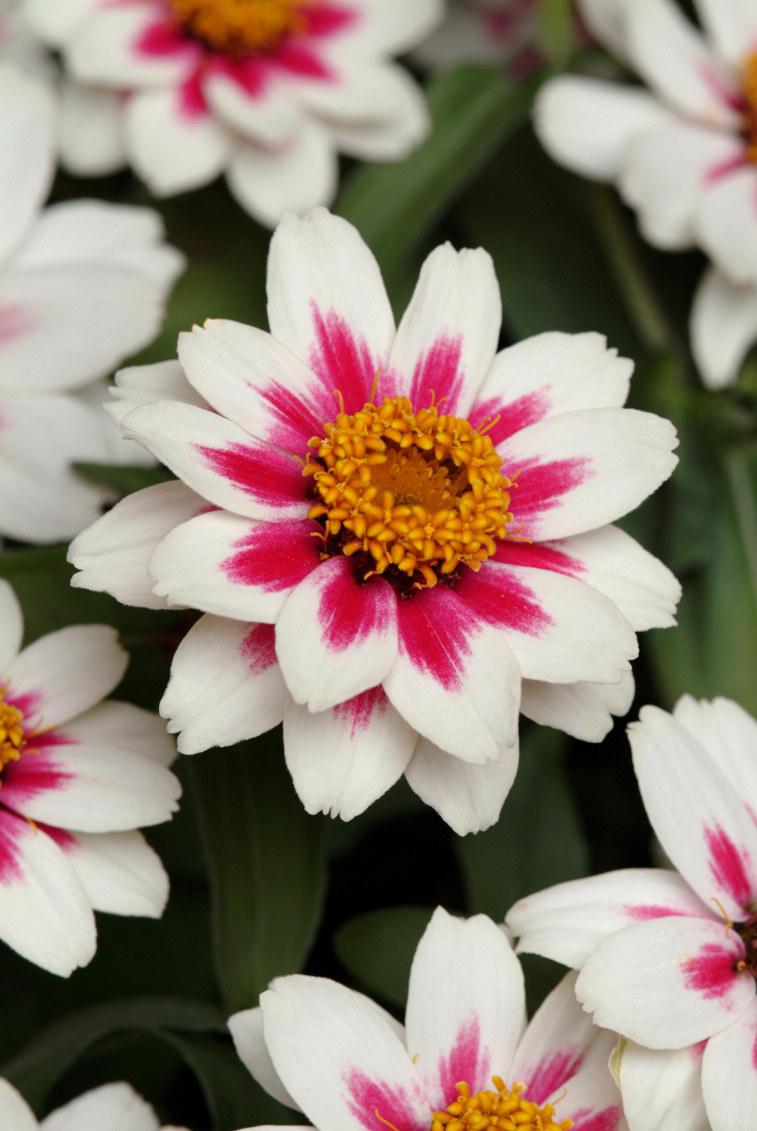 Zinnia Zahara Starlight rose 12 frö