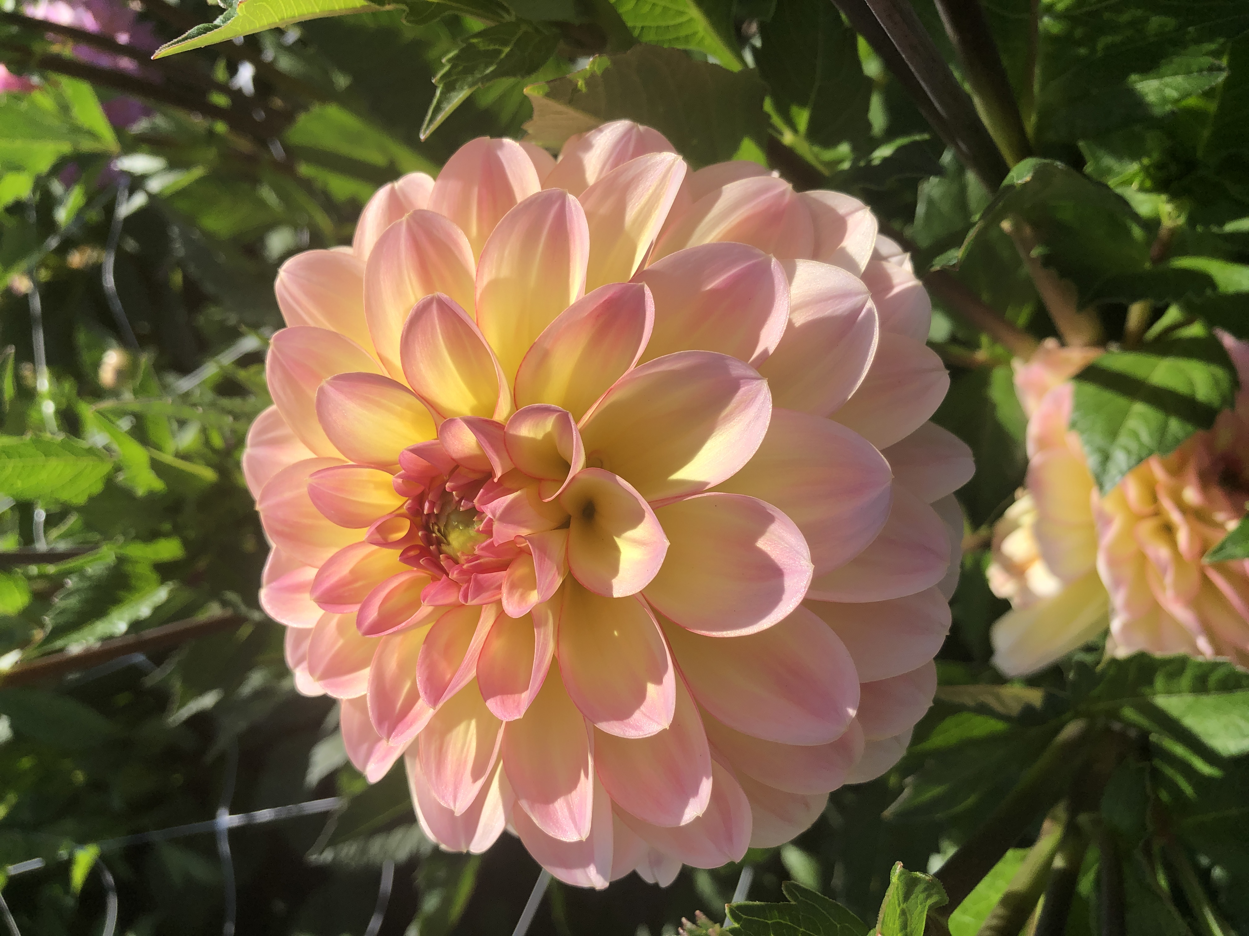 Dahlia  Justyna"Dekorativ Småblommande"Rotad stickling i Sverige!