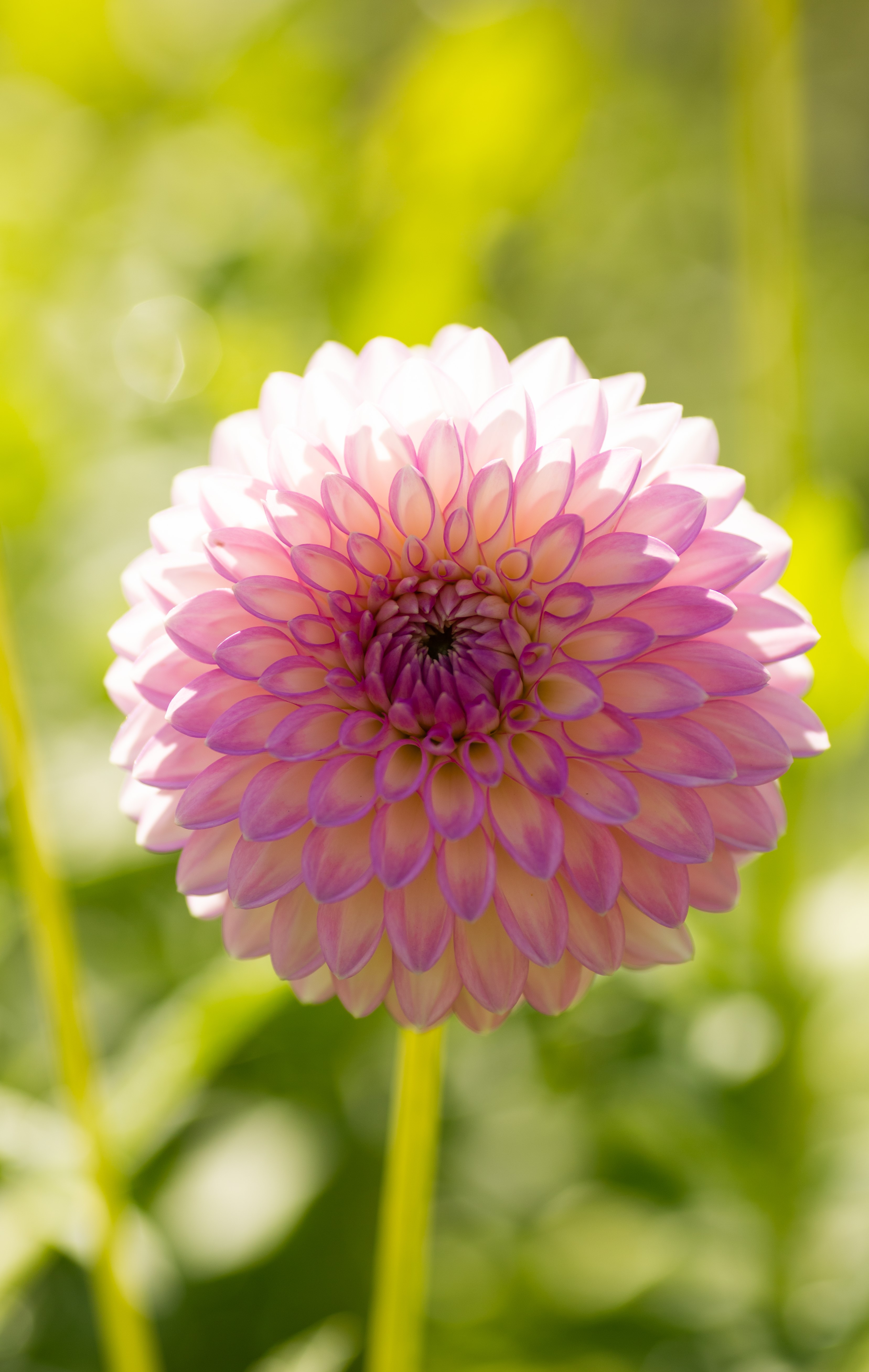 Dahlia knöl Sefton Silvertop  Boll  