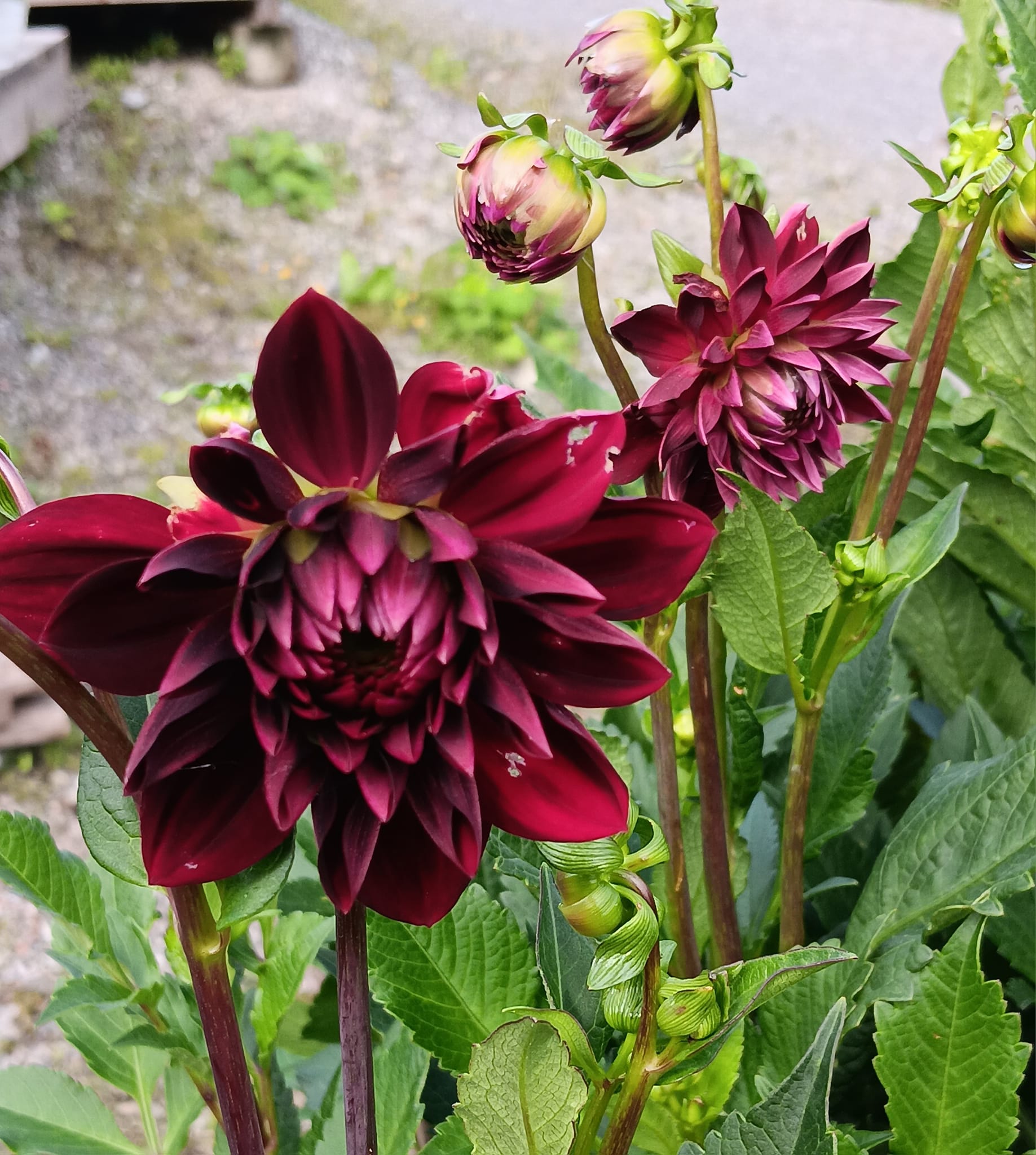 xDahlia   Arabian Night (dekorativ småblommig) Rotad stickling i Sverige! - 6