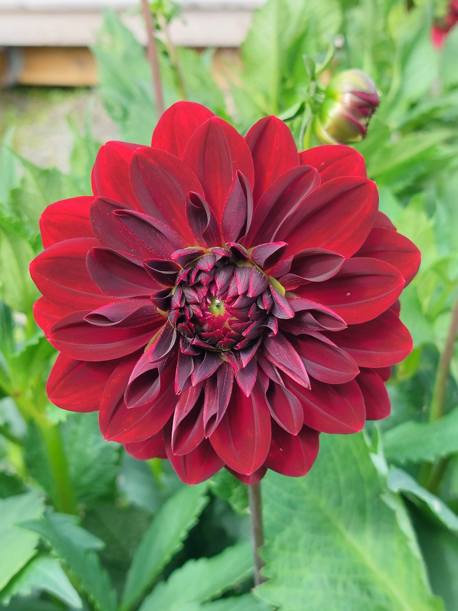 xDahlia   Arabian Night (dekorativ småblommig) Rotad stickling i Sverige! - 3