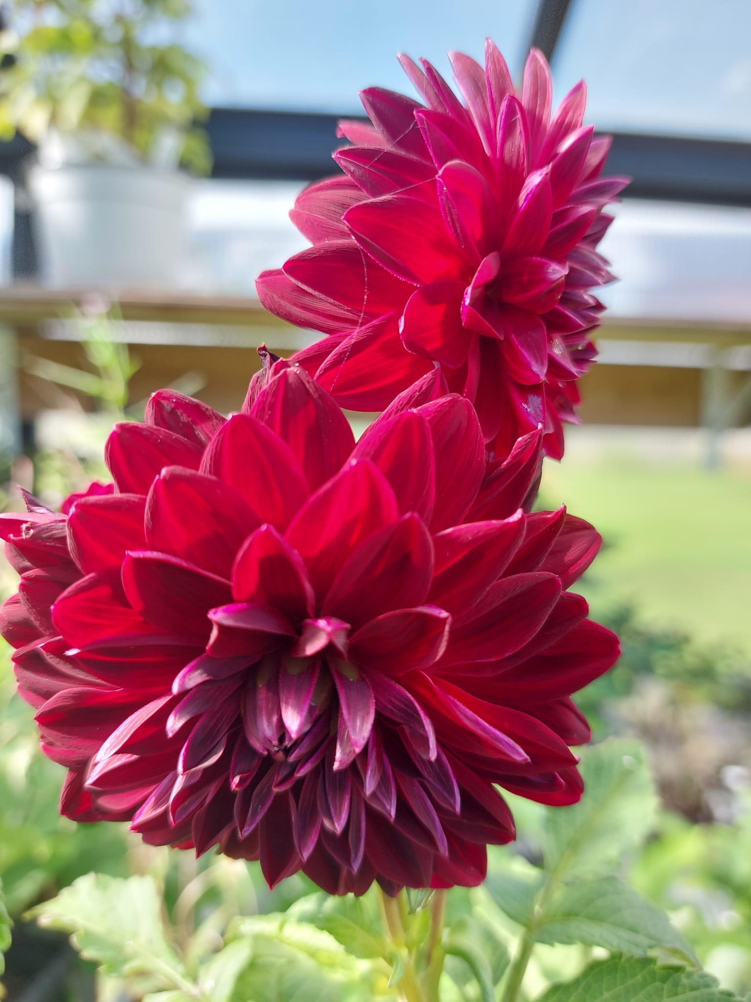 xDahlia   Arabian Night (dekorativ småblommig) Rotad stickling i Sverige! - 4