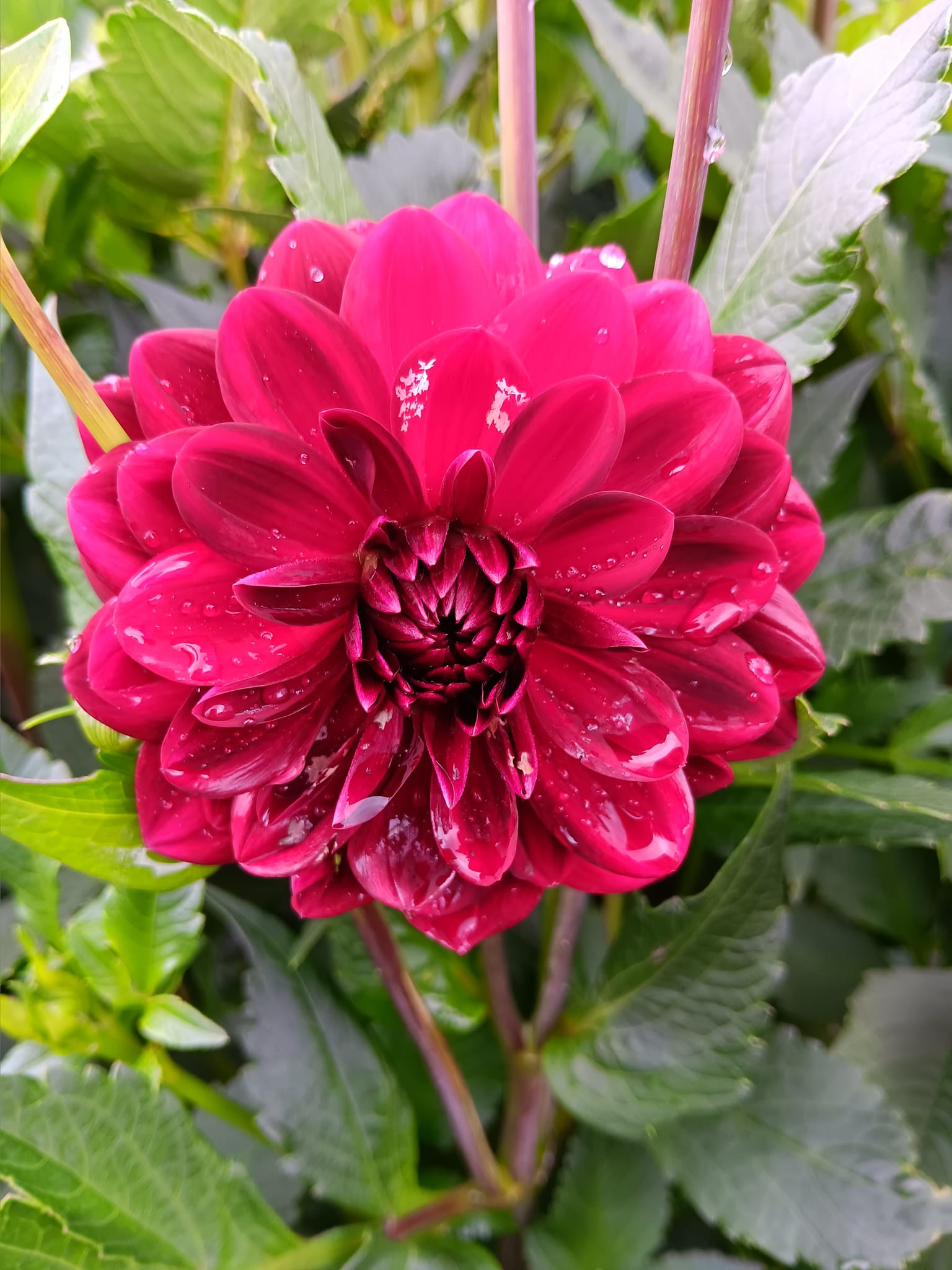 xDahlia   Arabian Night (dekorativ småblommig) Rotad stickling i Sverige! - 5