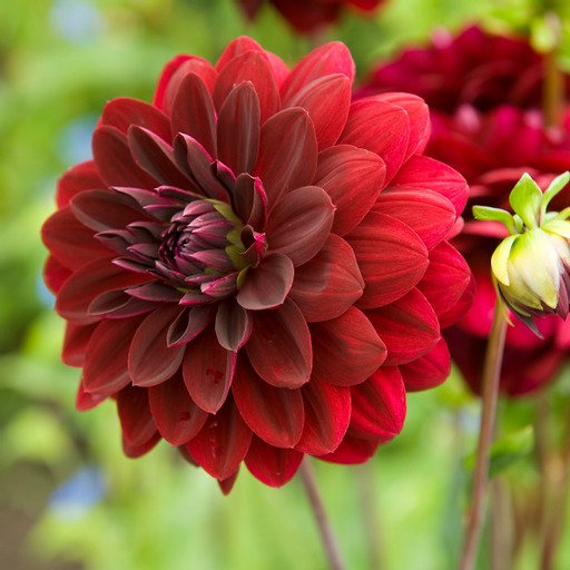 xDahlia   Arabian Night (dekorativ småblommig) Rotad stickling i Sverige!
