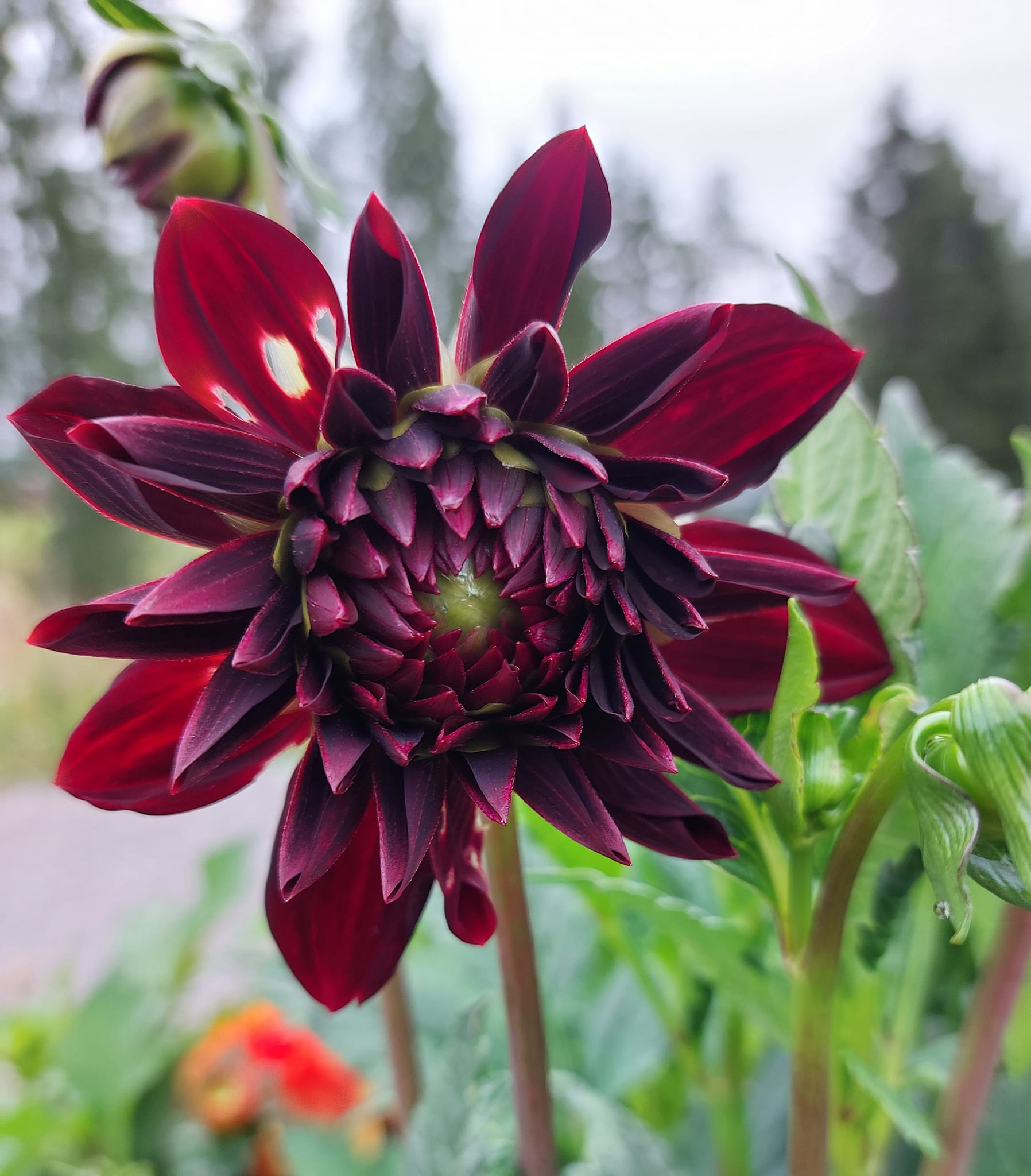 xDahlia   Arabian Night (dekorativ småblommig) Rotad stickling i Sverige! - 2